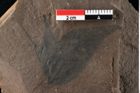 Foto (Detailansicht) von Xylomites liquidambaris Ettingshausen (NHMW-GEO-2024-0188-0058)